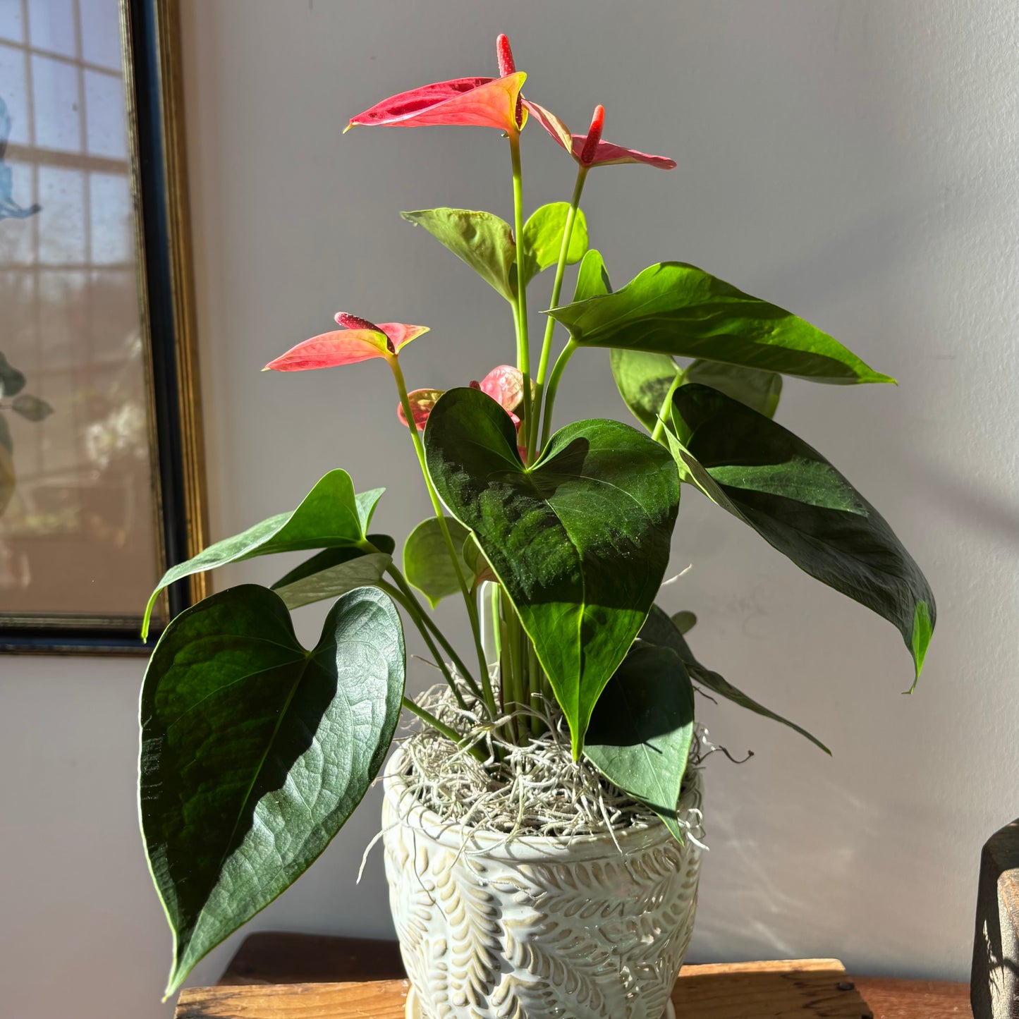 Potted Plant