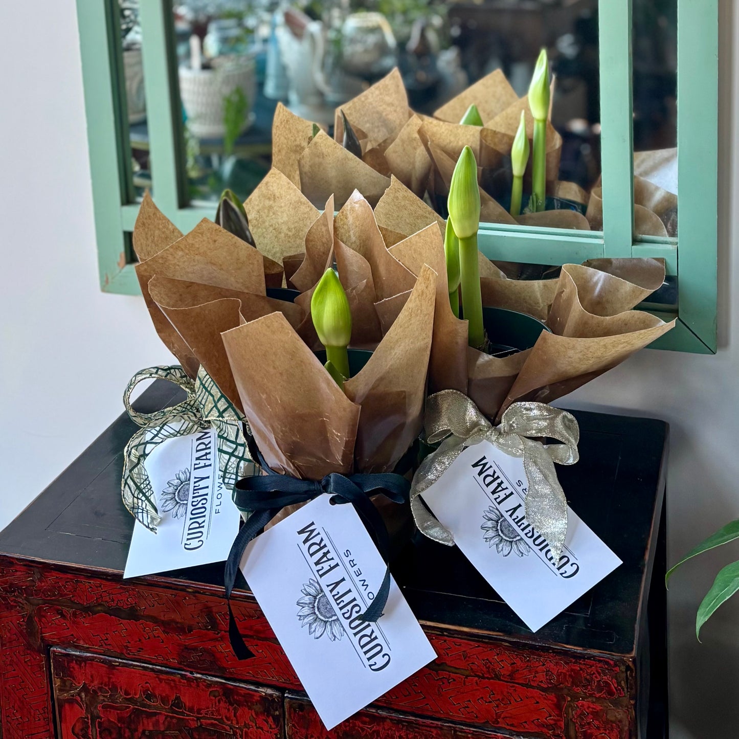 Paper Wrapped Amaryllis