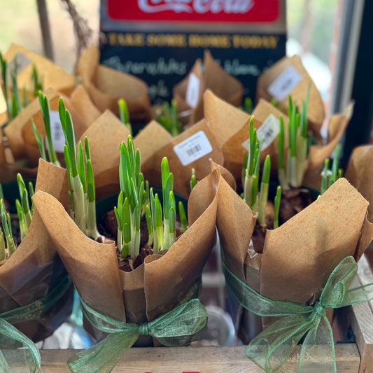 Wrapped Paperwhites