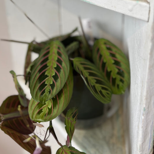 Potted plant