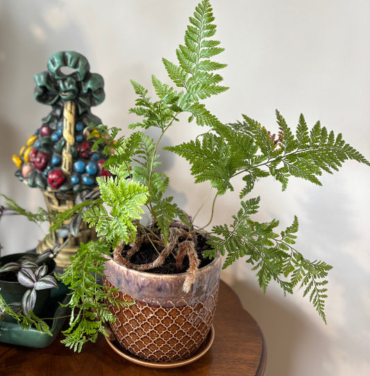 Potted Plant