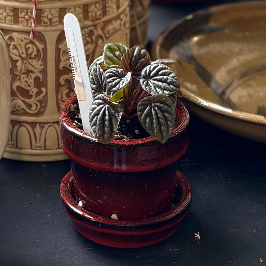 Potted Plant
